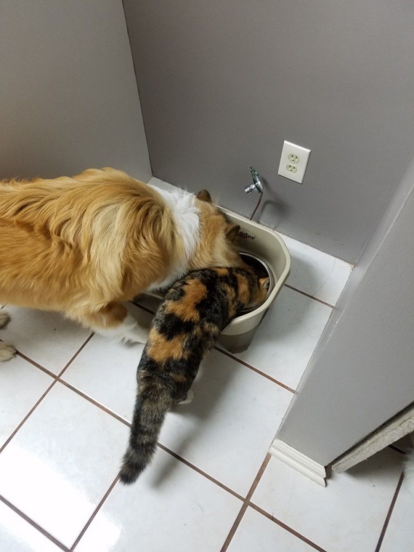 Can Dogs Eat Cat Food? How to Stop Dog From Eating Cat Food?