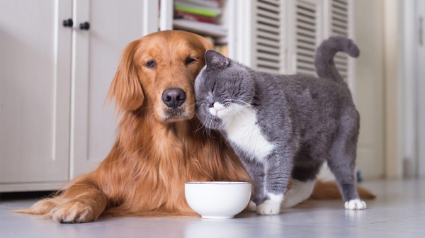 Can Dogs Eat Cat Food? How to Stop Dog From Eating Cat Food?