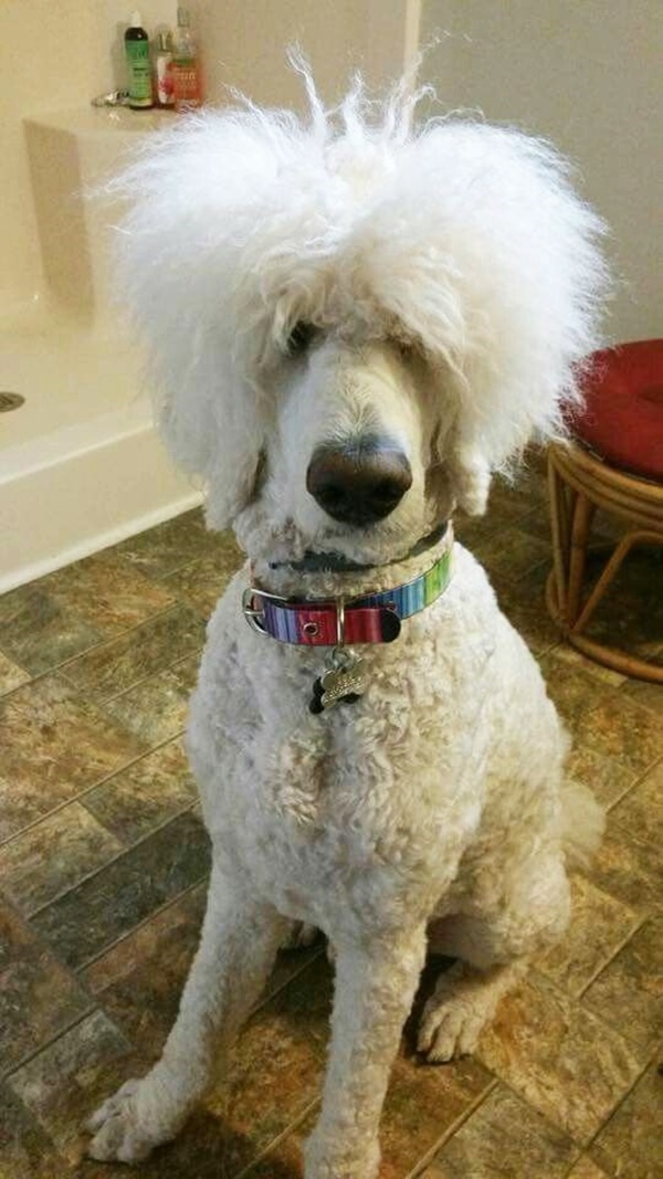 Most Hilarious Dog Haircuts