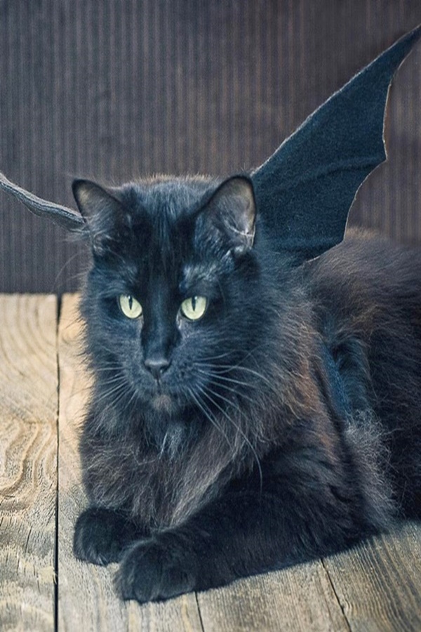Best Halloween Costumes For Pets in Human History 
