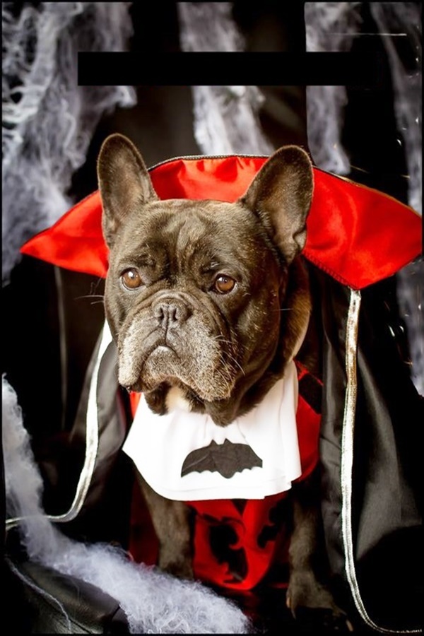 Best Halloween Costumes For Pets in Human History