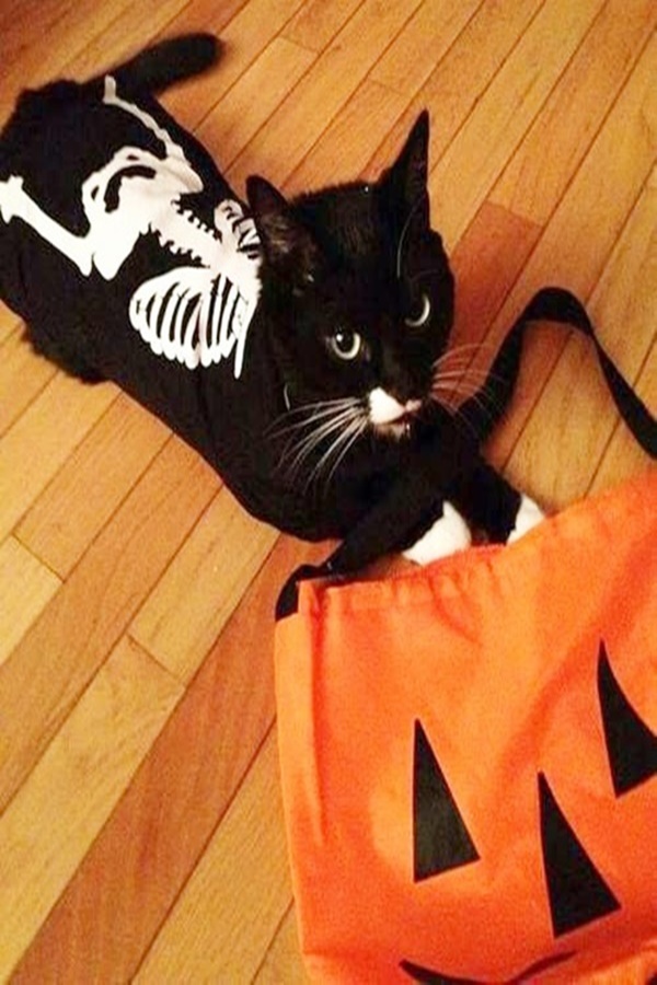 Best Halloween Costumes For Pets in Human History