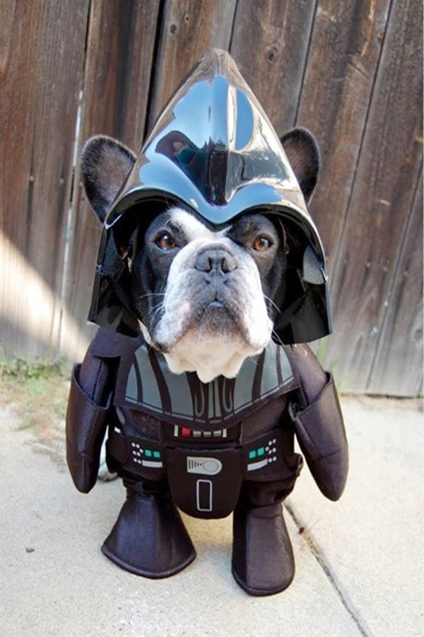 Best Halloween Costumes For Pets in Human History 