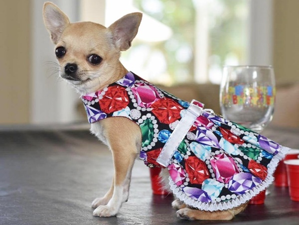 How to make Dog clothes/dresses