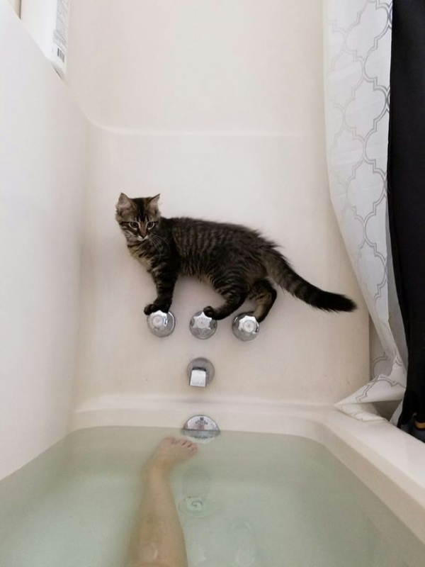 Funny Pictures of Cats being Naughty