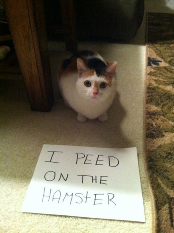 Funny Pictures of Cats being Naughty