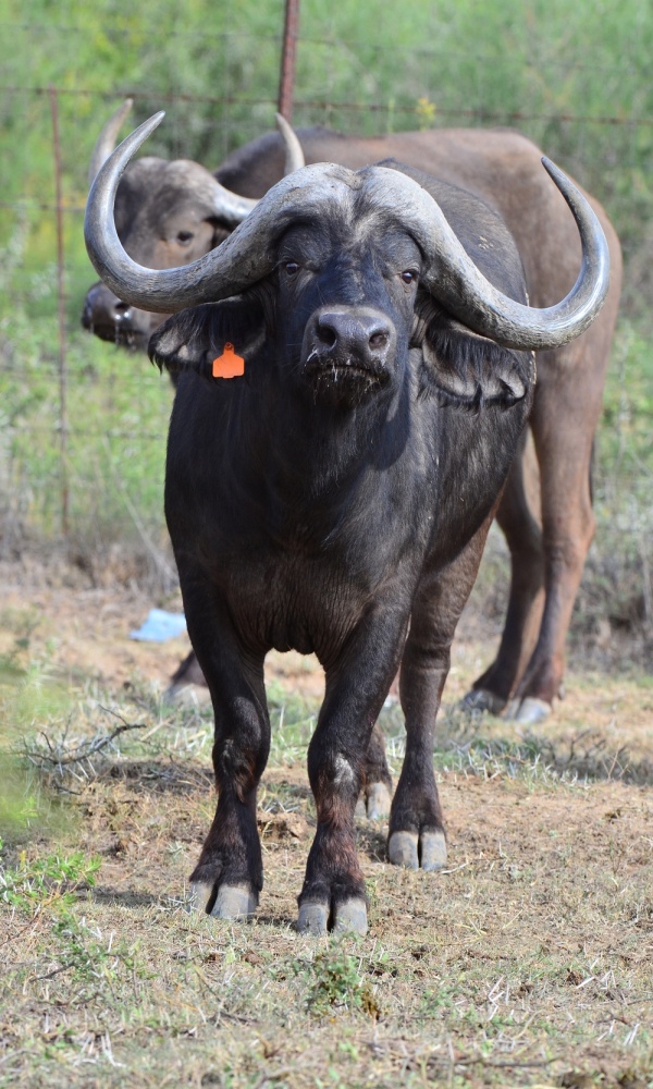 Hilarious Pictures of African Animals with Horns