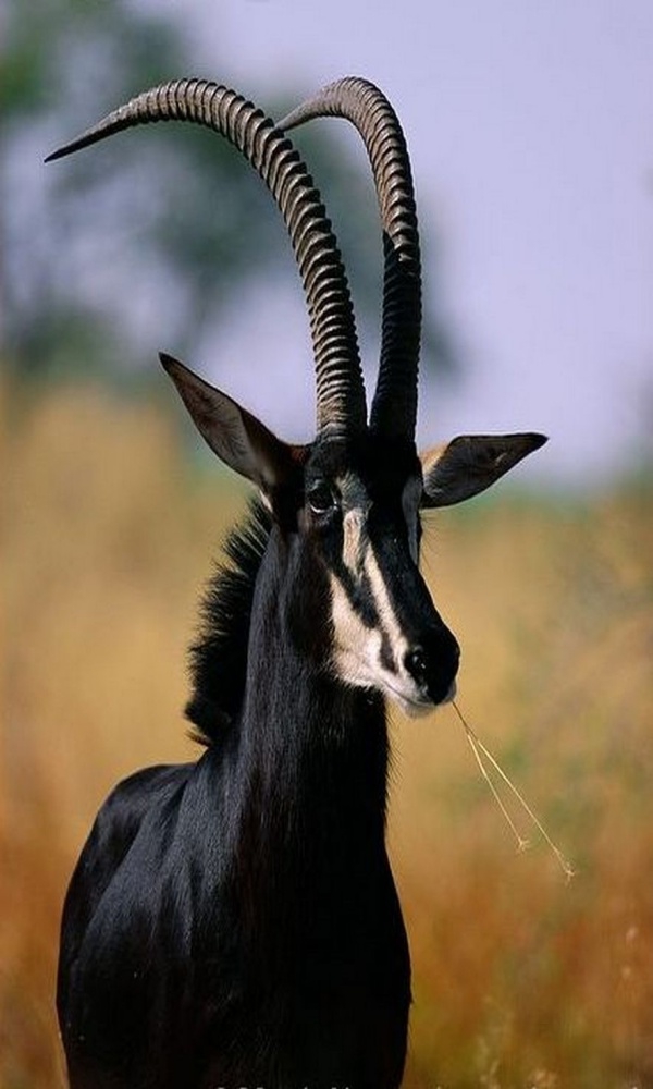 Hilarious Pictures of African Animals with Horns