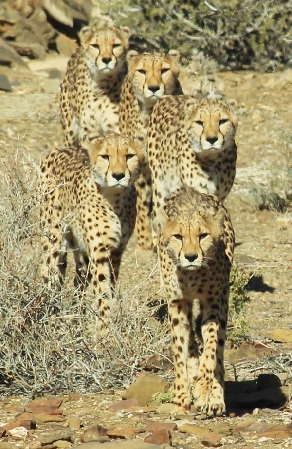 Informative Facts about Cheetah for Kids