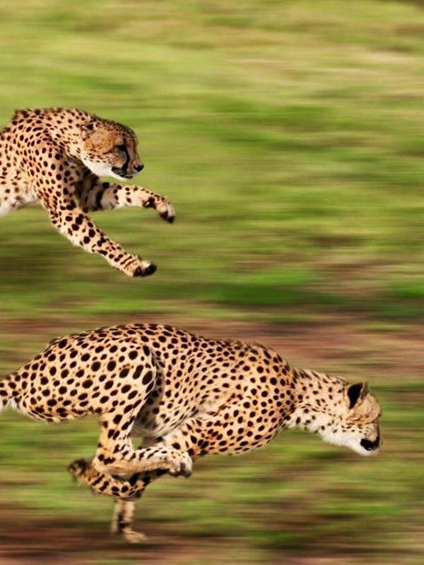 Informative Facts about Cheetah for Kids