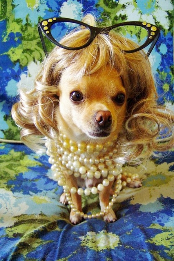 Insanely Funny Pictures Of Pets Wearing Wigs