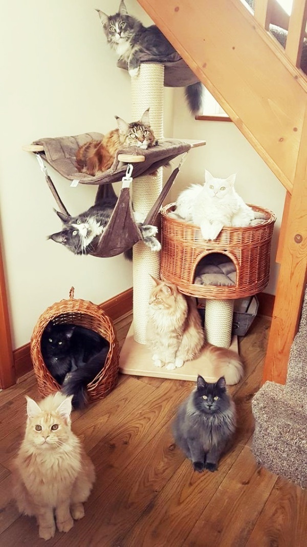 Laughable Pictures of House Full of Pets