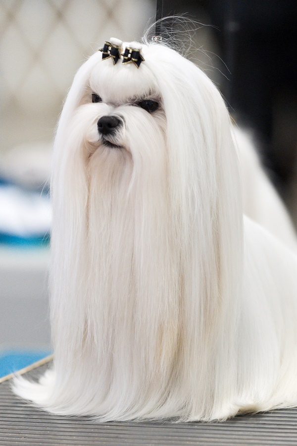 Long Haired Dog Breeds Around The World