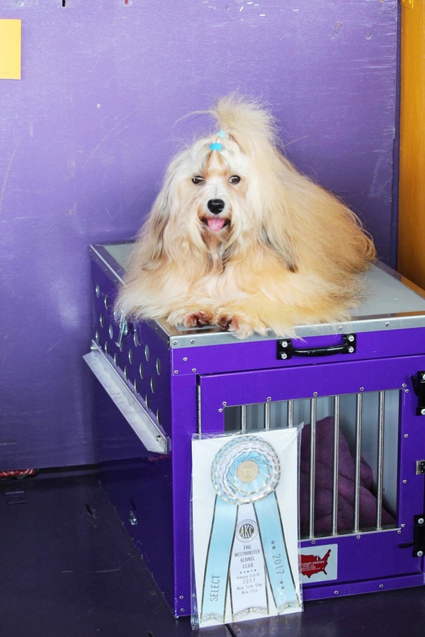 Long Haired Dog Breeds Around The World