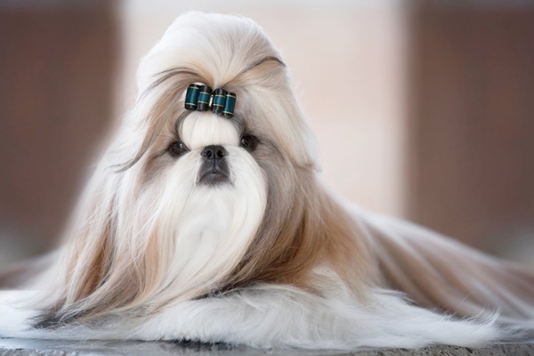 very long haired dog