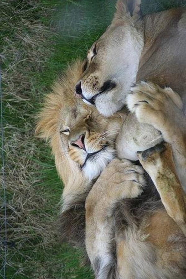 Majestic Pictures of Lion and Lioness at Their Best