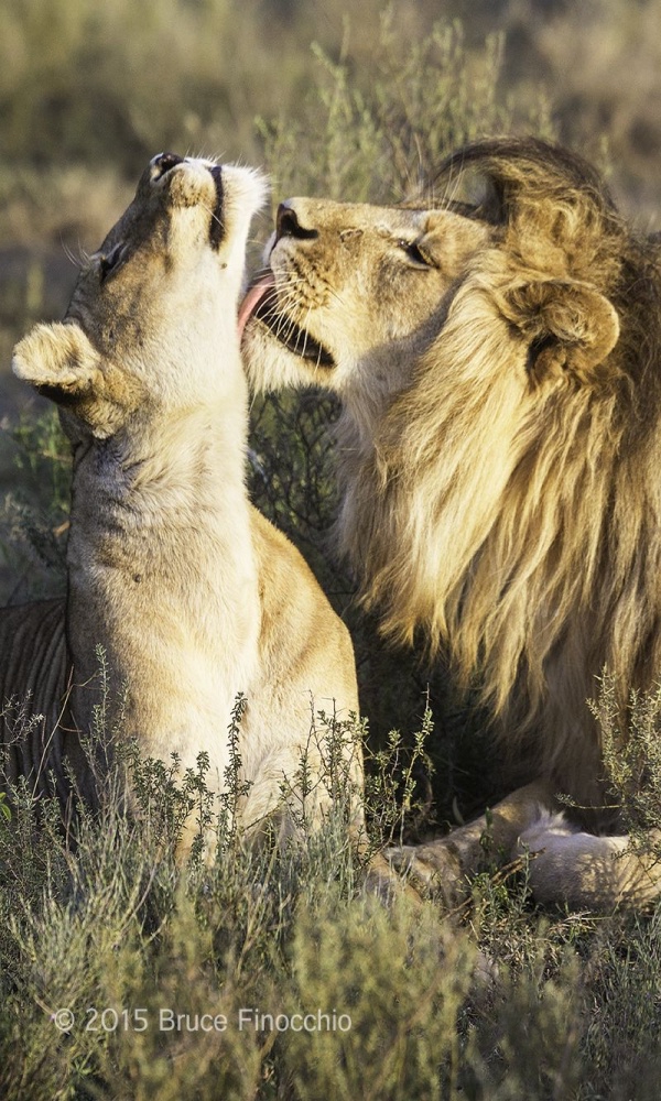 Majestic Pictures of Lion and Lioness at Their Best