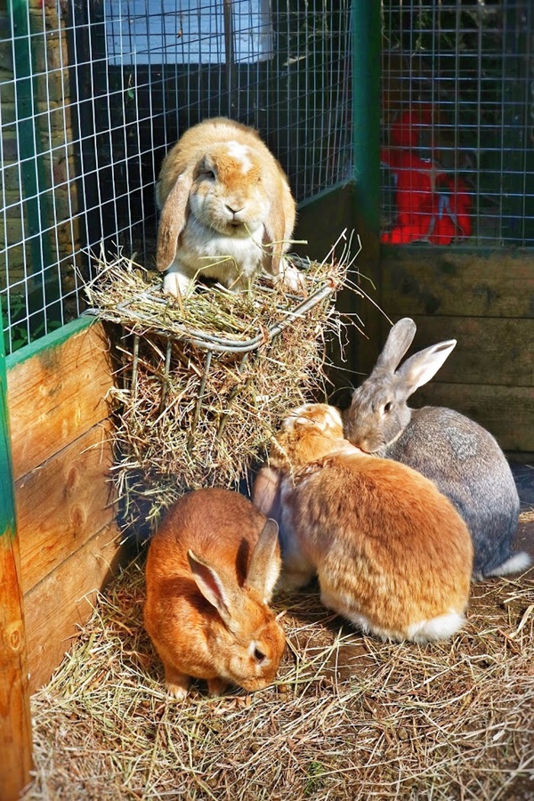 Most Common Causes of Sudden Death in Rabbits