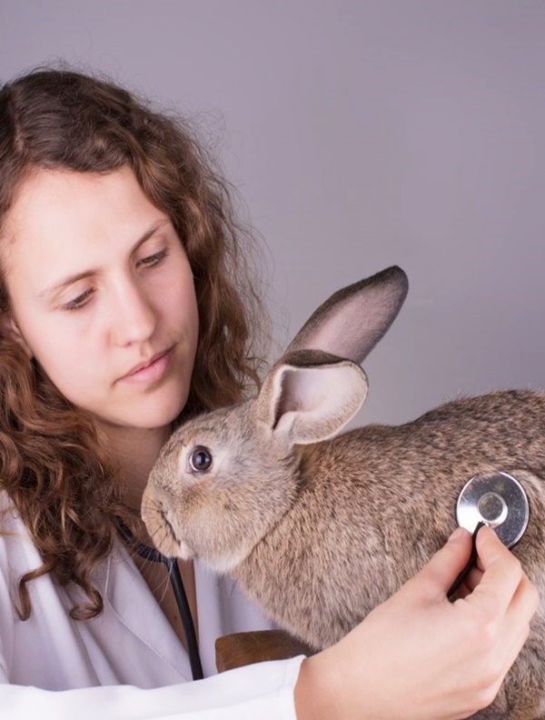 Most Common Causes of Sudden Death in Rabbits