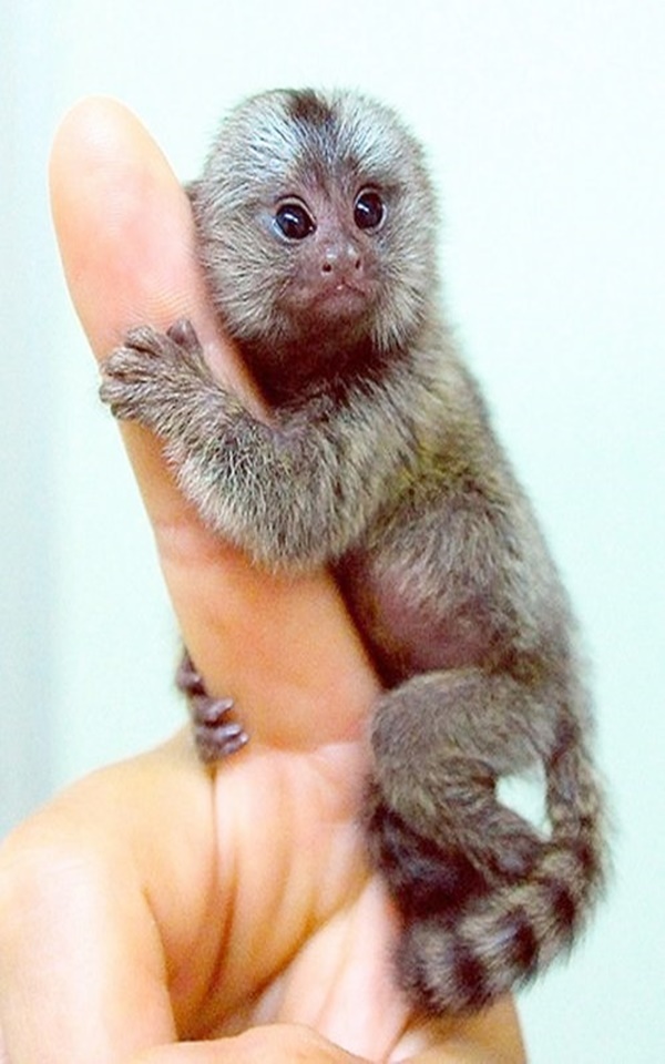 Small Monkey Breeds You Can Have as Pets