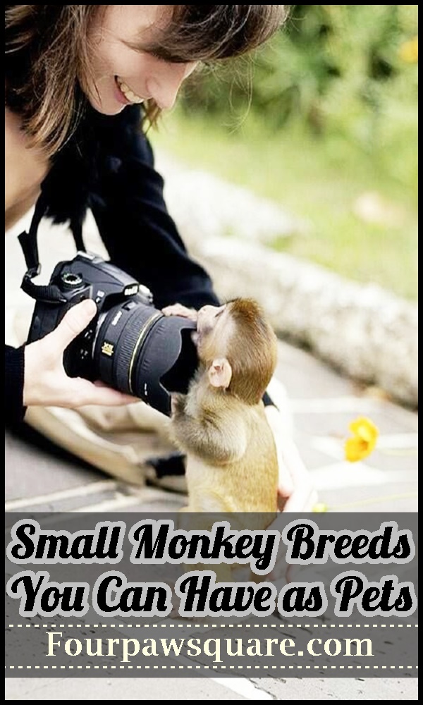 Small Monkey Breeds You Can Have as Pets