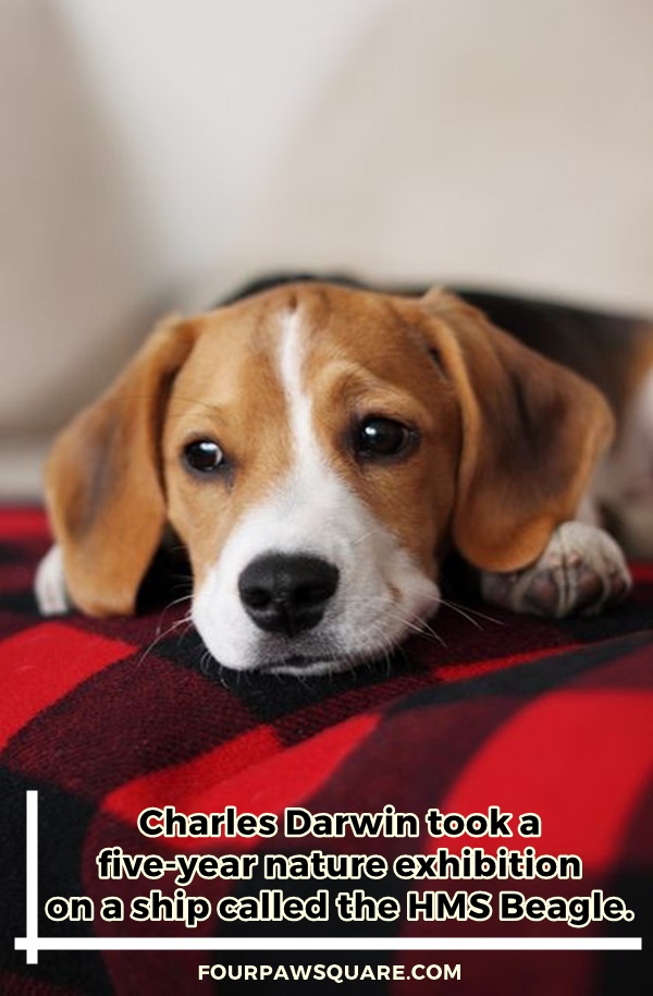 Beagle Dog Breeds Information and Facts
