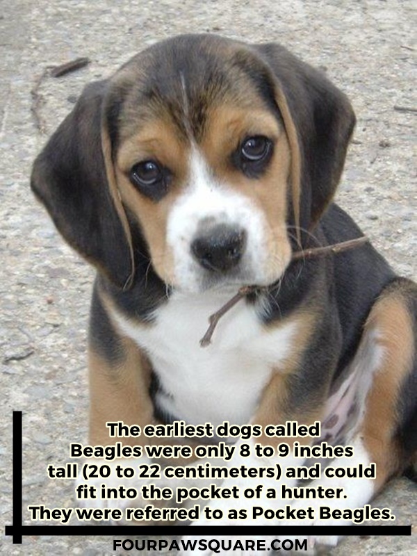 Beagle Dog Breeds Information and Facts