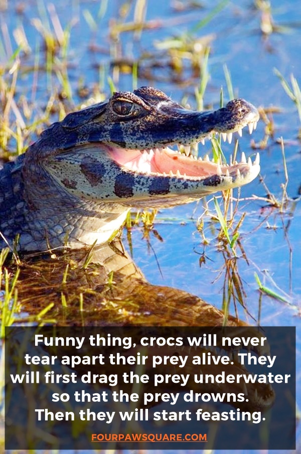 Easy To Remember Crocodile Facts For Kids