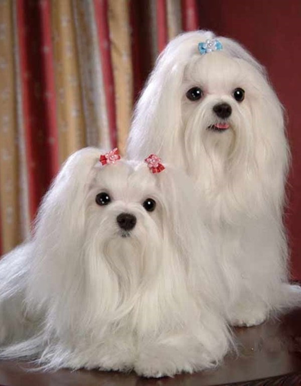 Famous Small Long Haired Dog Breeds