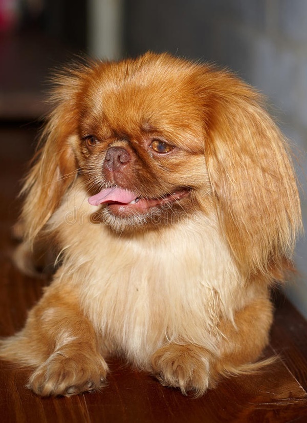 Famous Small Long Haired Dog Breeds