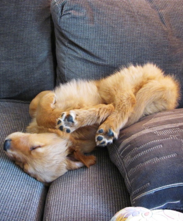 Funny and Cute Pictures of Dog Planking