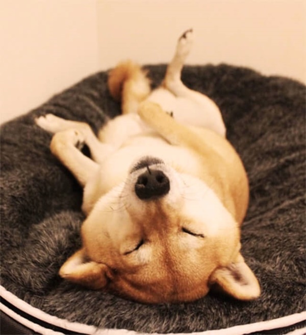 Funny and Cute Pictures of Dog Planking