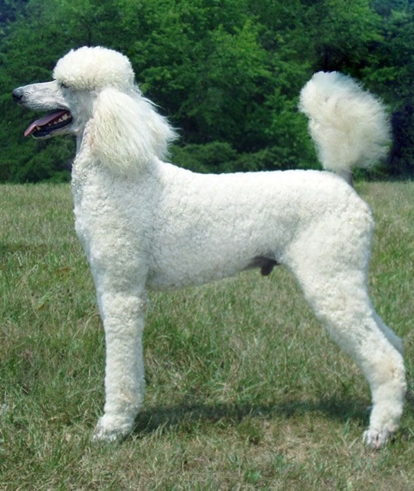 How Can Dog Tail Indicates Breed What Is Your Dog Tail Shape