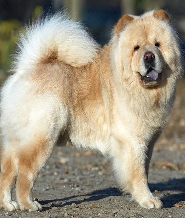 How Can Dog Tail Indicates Breed What Is Your Dog Tail Shape