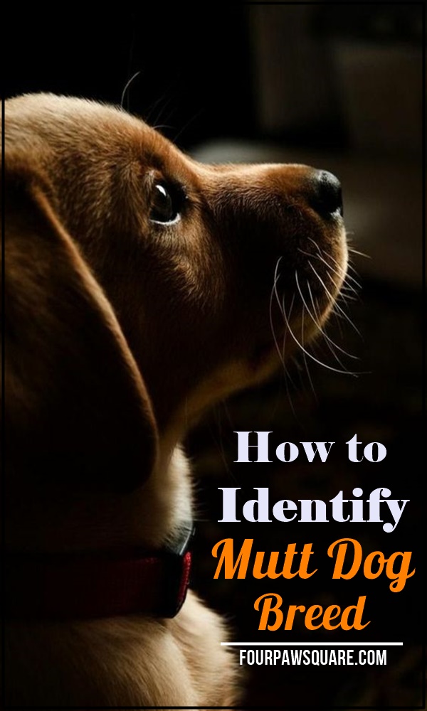 How to Identify Mutt Dog Breed