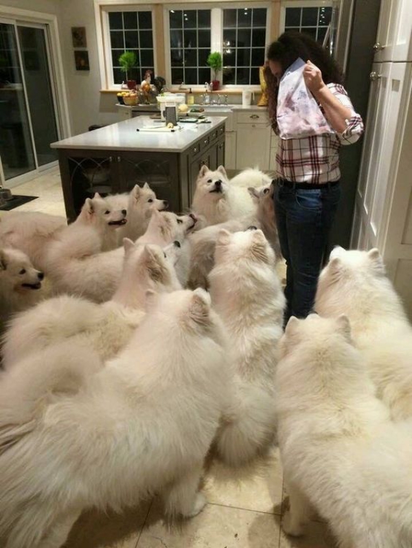 Laughable Pictures of House Full of Pets