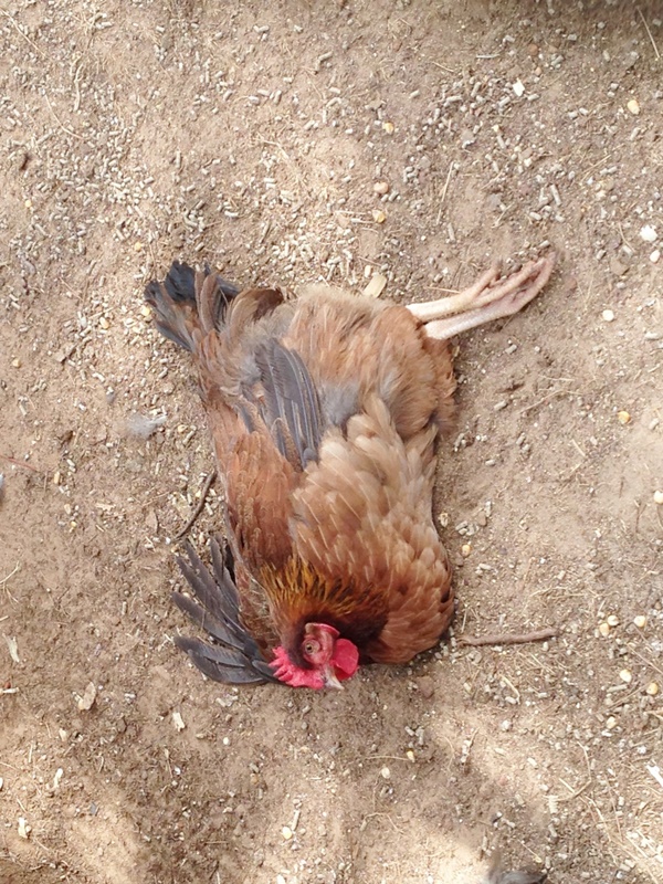 Main Causes of Sudden Death in Chickens