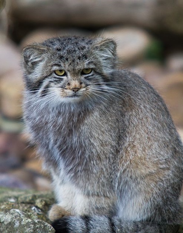 Pallas Cat Interesting Facts and Information