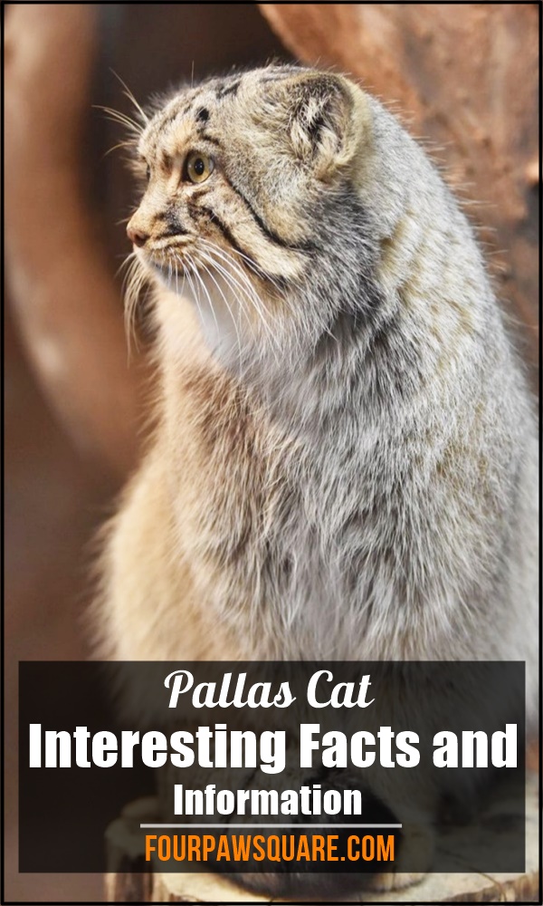 Pallas Cat Interesting Facts and Information