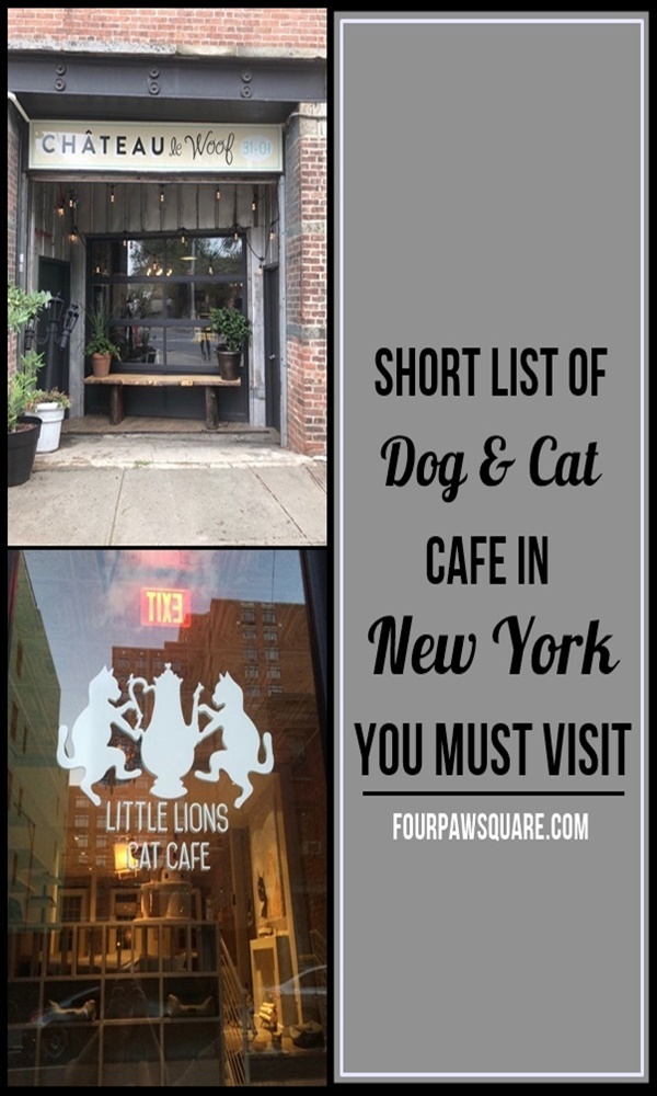 Short List of Dog & Cat Cafe In New York You Must Visit 