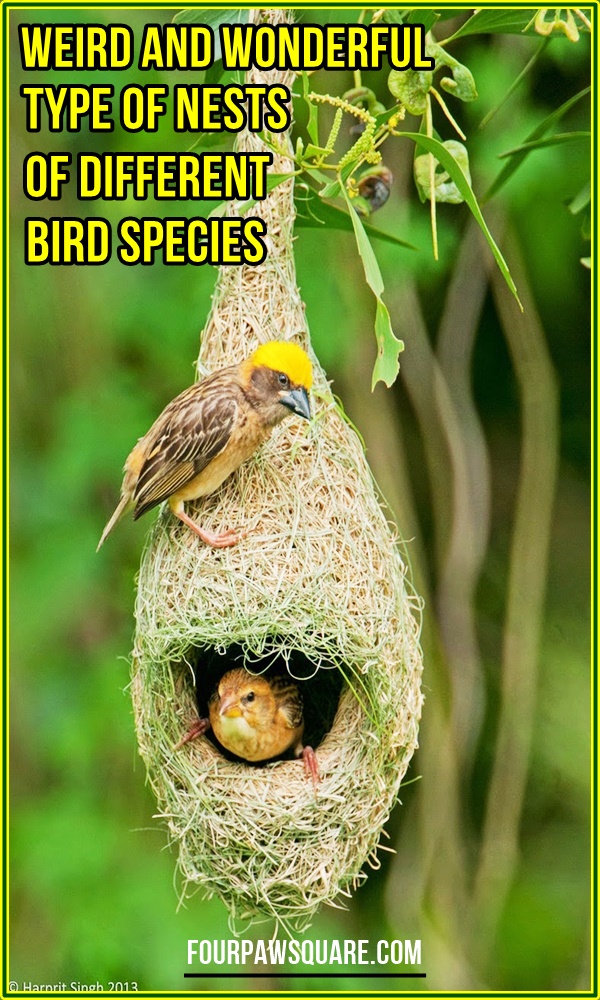 Weird and wonderful Type of Nests of Different Bird Species