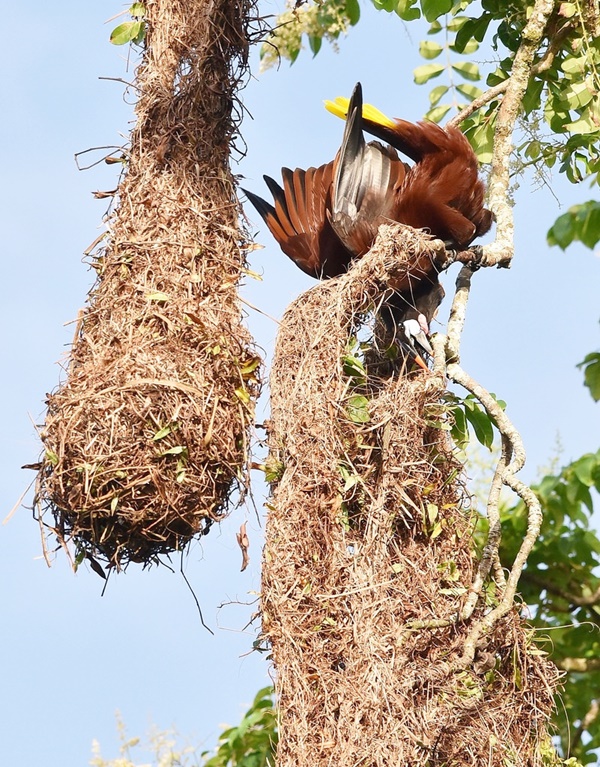 Weird and wonderful Type of Nests of Different Bird Species