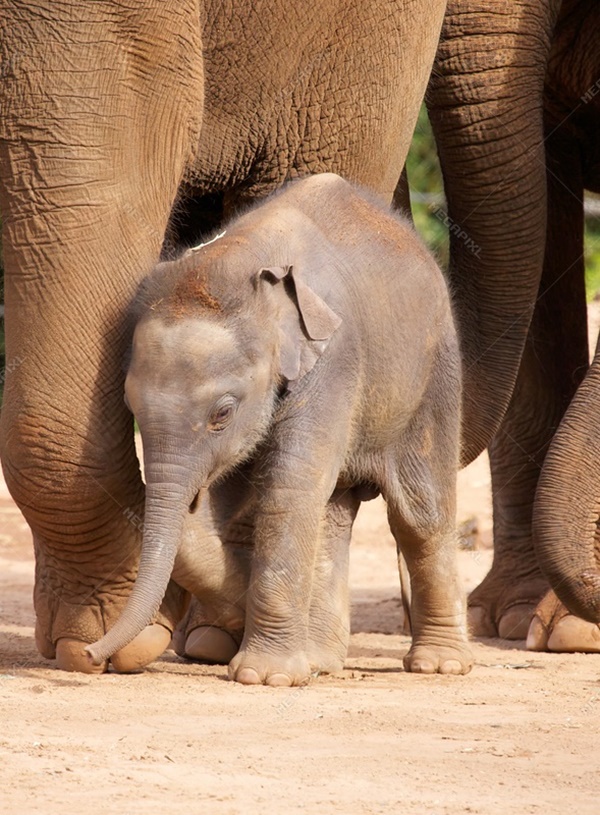 Amazing Pictures Of Baby Elephants Enjoying Their Moments