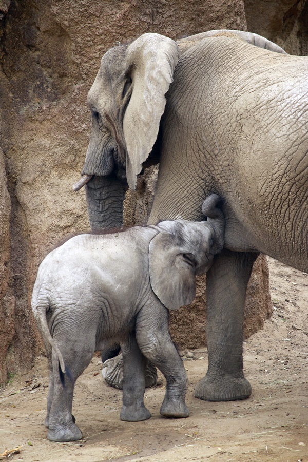 Amazing Pictures Of Baby Elephants Enjoying Their Moments