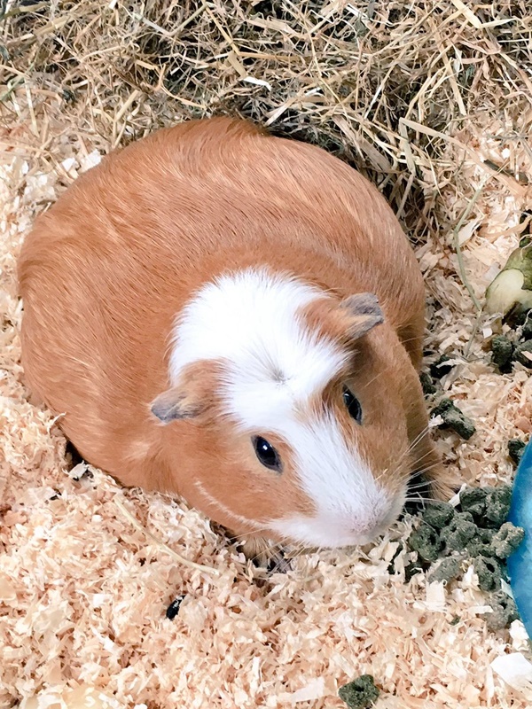Causes of Sudden Death in Guinea Pig