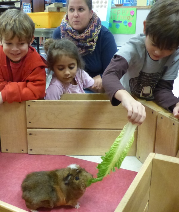 Common Problems And Benefits with Classroom Pets