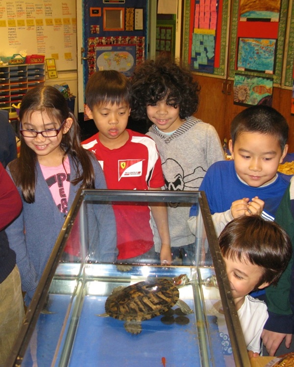 Common Problems And Benefits with Classroom Pets