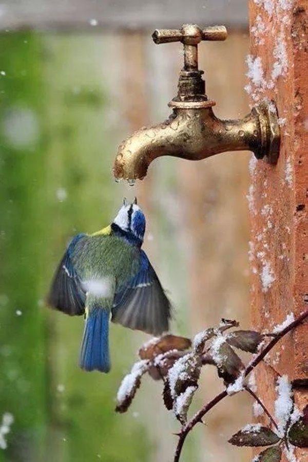 Cute and Adorable Pictures of Thirsty Animals