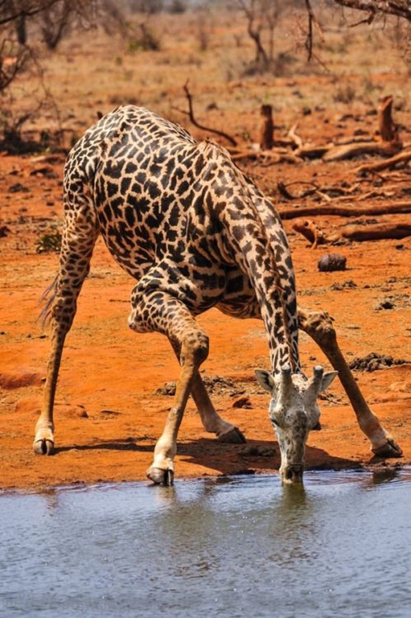 Cute and Adorable Pictures of Thirsty Animals