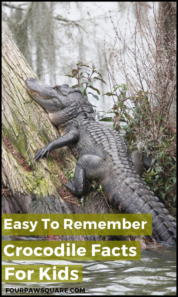 Easy To Remember Crocodile Facts For Kids